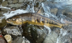 アキアジの釣果