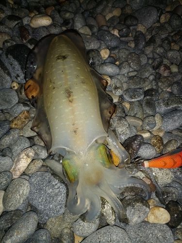 アオリイカの釣果