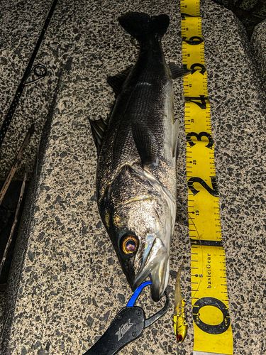 シーバスの釣果