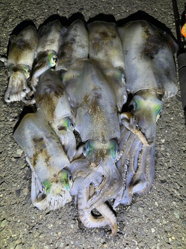 アオリイカの釣果