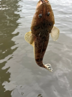 コチの釣果