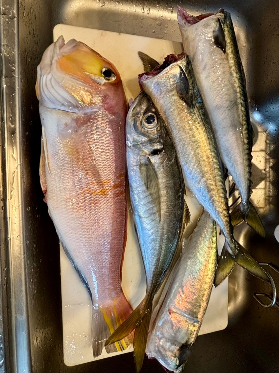 イカジロ–さんの釣果 1枚目の画像