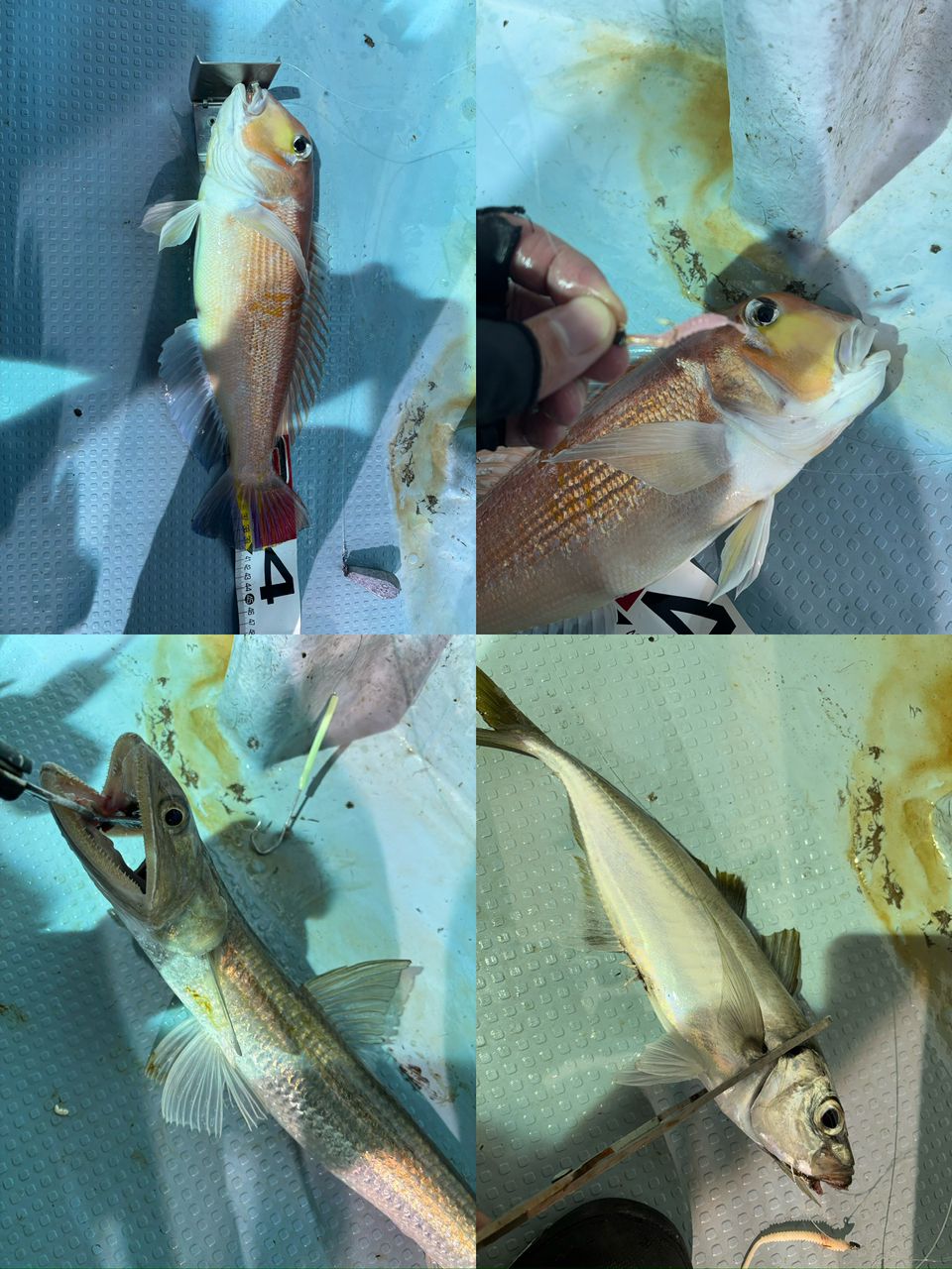 イカジロ–さんの釣果 2枚目の画像