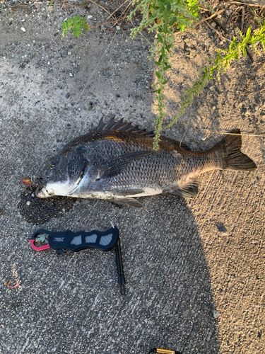 チヌの釣果
