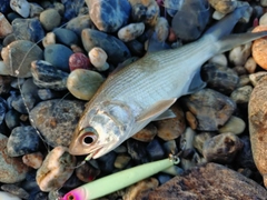 ツバメコノシロの釣果