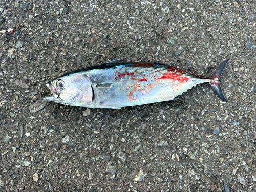 カツオの釣果