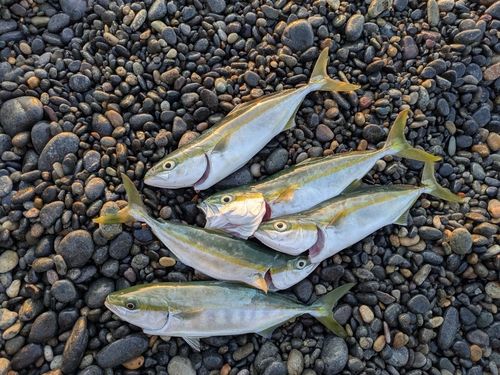 コゾクラの釣果