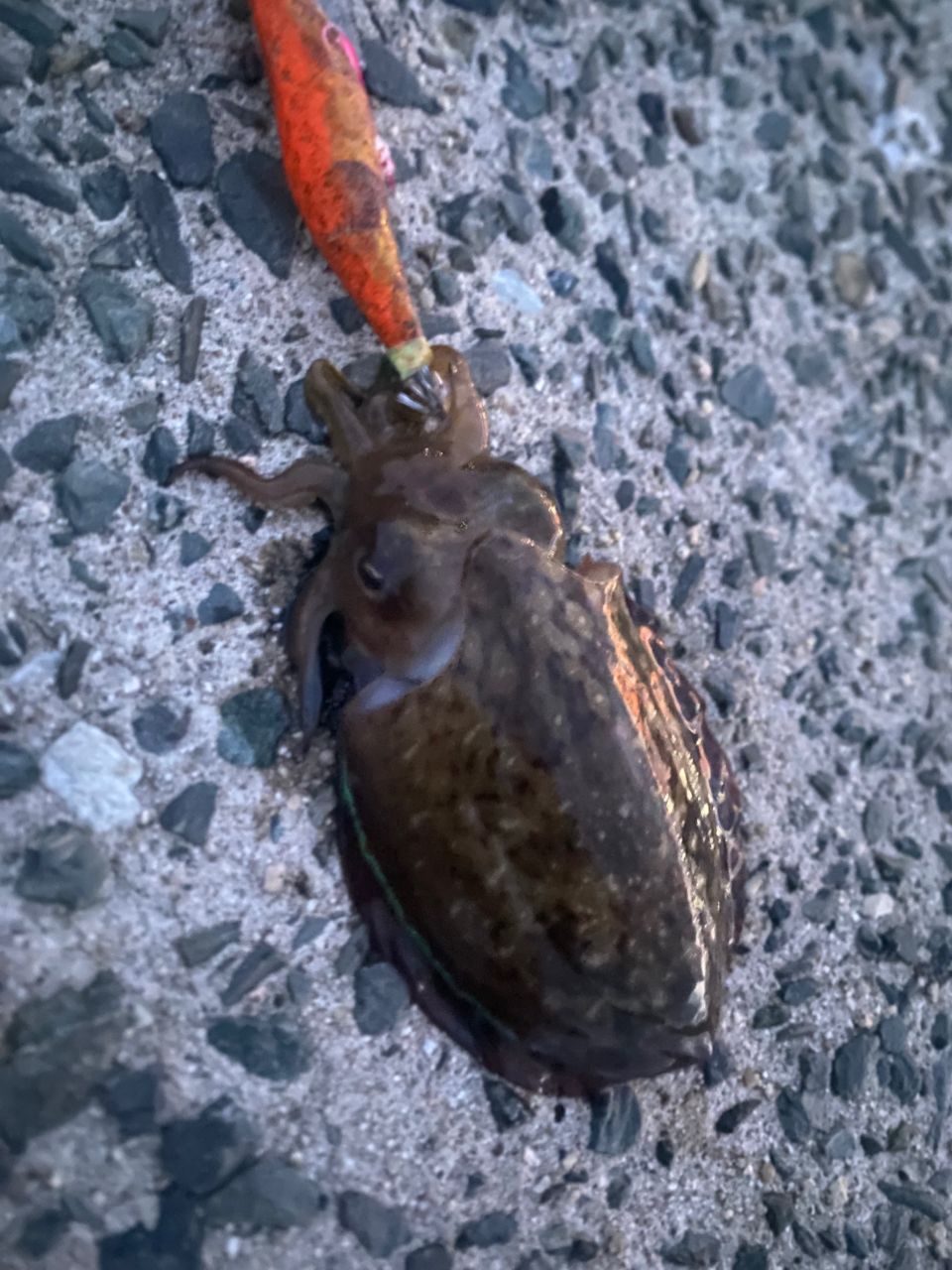 コウイカ