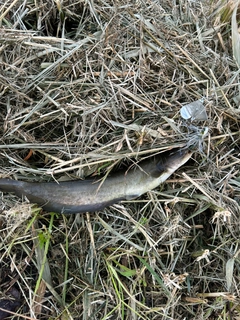 ナマズの釣果