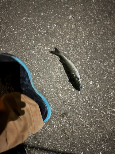 ボラの釣果