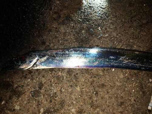 タチウオの釣果