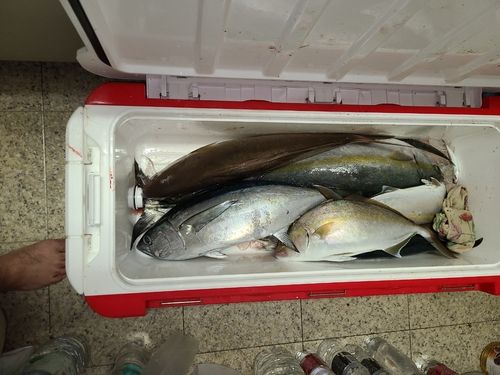 サワラの釣果