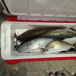 サワラ