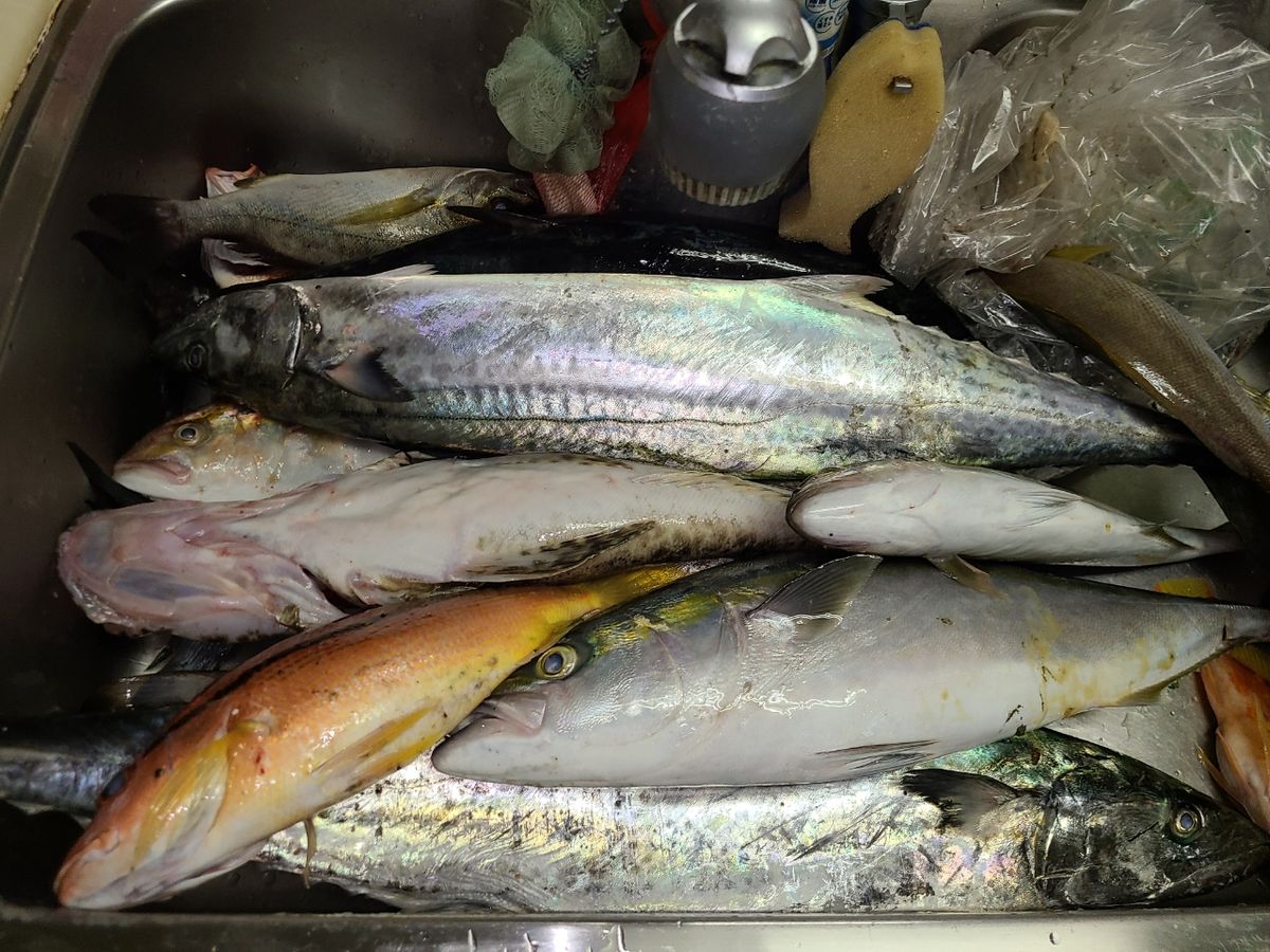 しそたろ1804さんの釣果 2枚目の画像