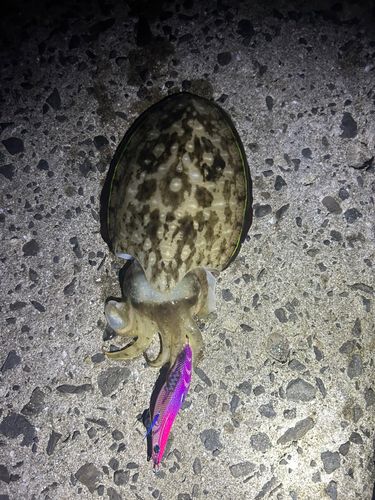 アオリイカの釣果