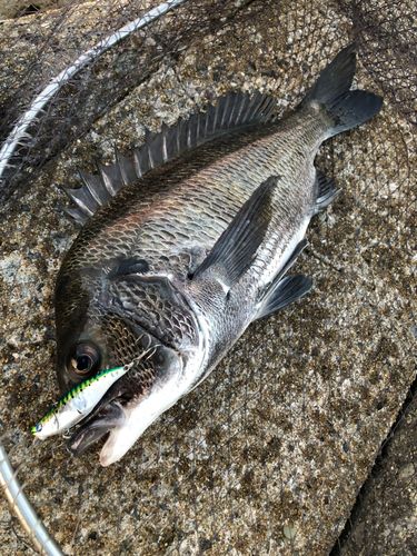 チヌの釣果