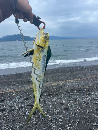 シイラの釣果