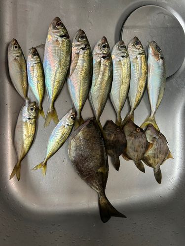 アジの釣果