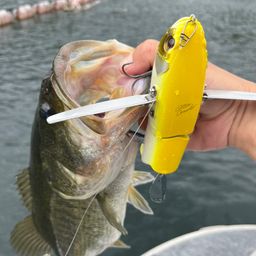 ブラックバス