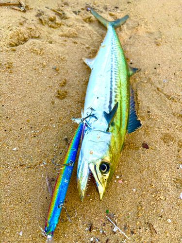 サゴシの釣果
