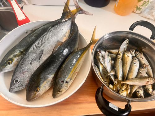 ヒラソウダの釣果