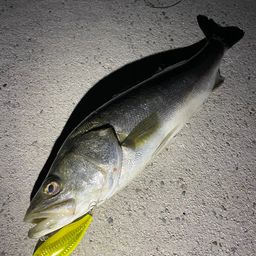 シーバス