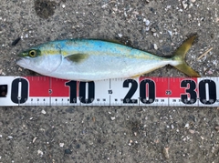 ワカシの釣果