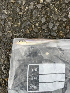 シロギスの釣果