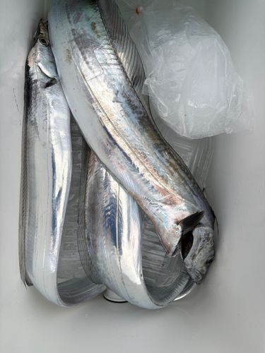 タチウオの釣果