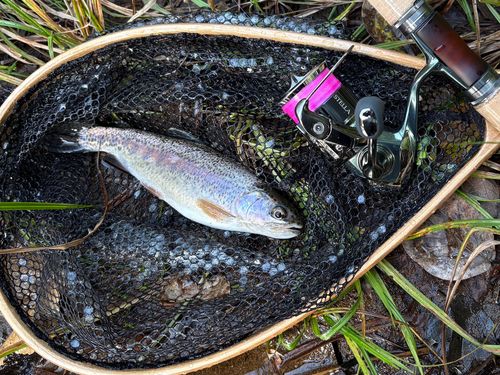 ニジマスの釣果