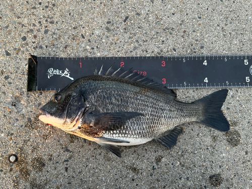 チヌの釣果