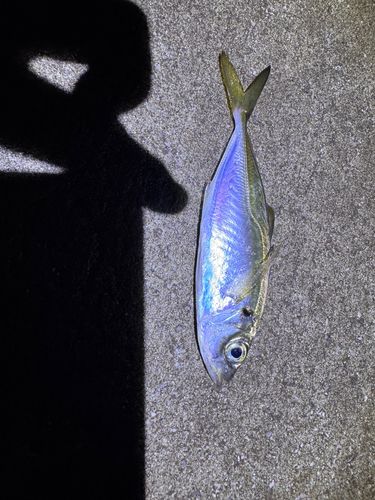 マアジの釣果
