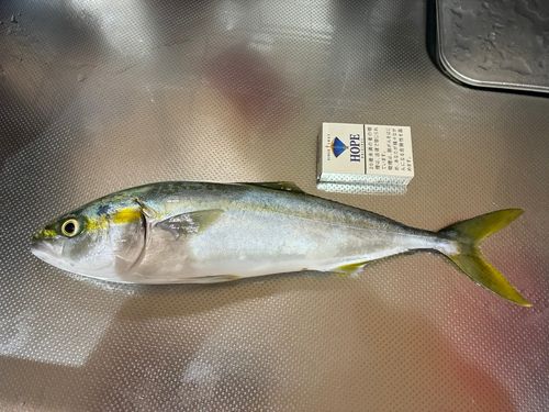 魚津補助港