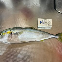ツバイソ