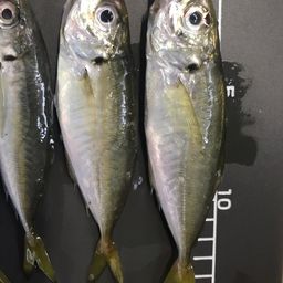 アジ