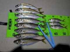アジの釣果