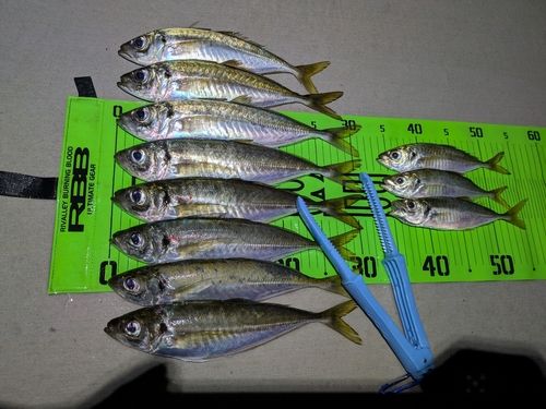 アジの釣果
