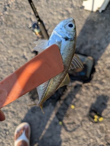 マアジの釣果
