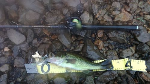 ラージマウスバスの釣果