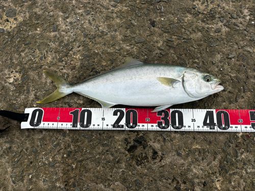 イナダの釣果