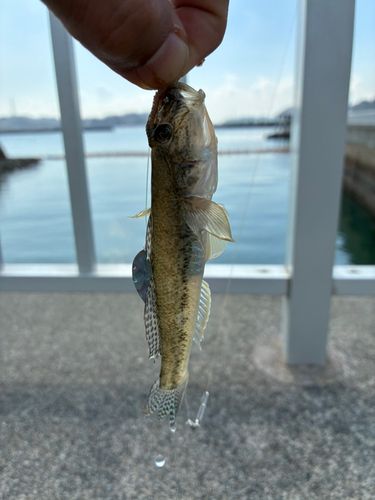 宇野港