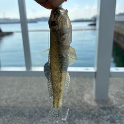 ハゼ