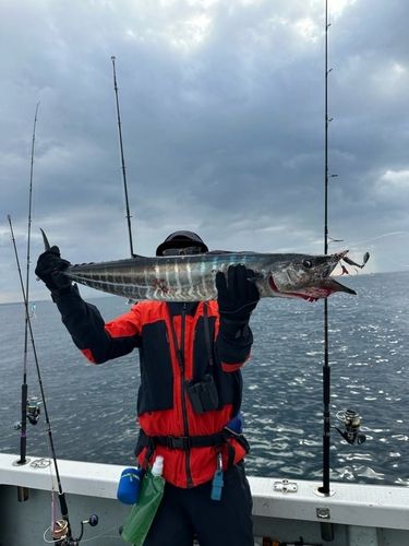カマスサワラの釣果