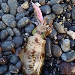 アオリイカ