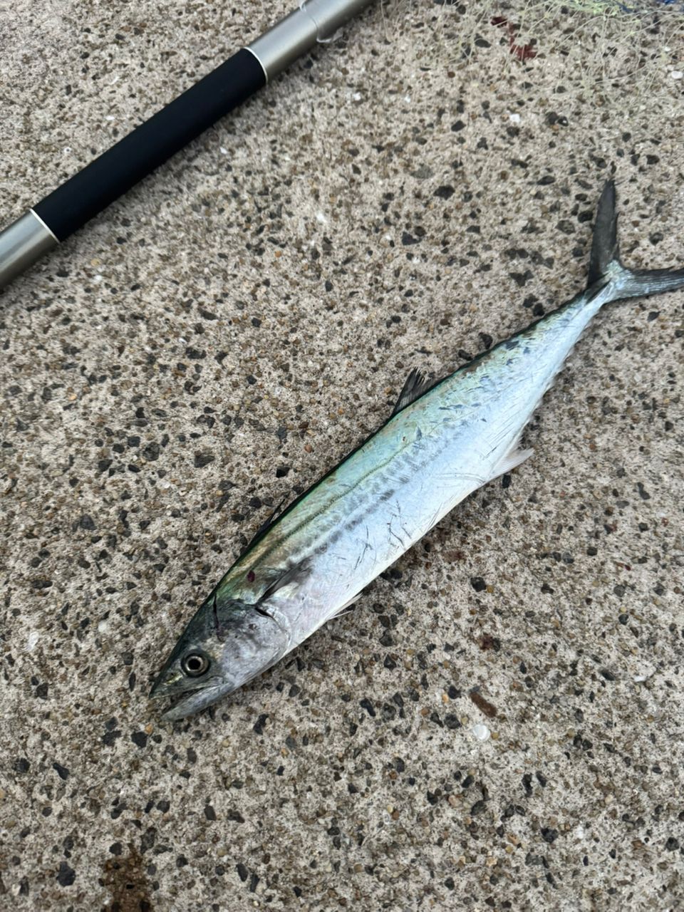 21 コルトスナイパーBB S100M シマノ 21 コルトスナイパー BB S100M COLTSNIPER ショアジギ