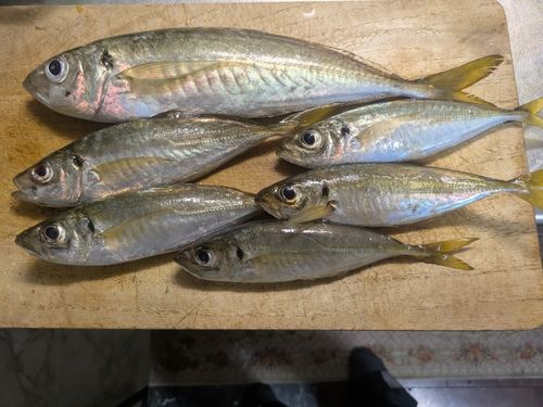 マアジの釣果