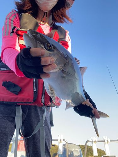 イナダの釣果