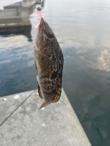 大槌湾