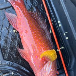 ナガジューミーバイ