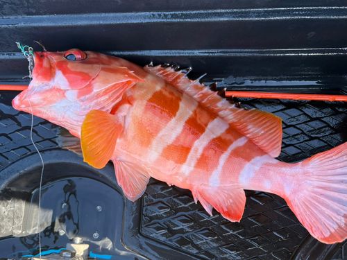 ハンゴーミーバイの釣果